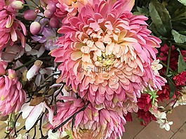 粉紅色,花,春