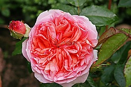 玫瑰,香的玫瑰,開(kāi)花