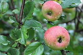 蘋果,樹,紅色
