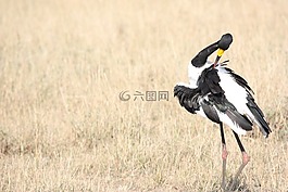 鳥,發(fā)威,羽毛