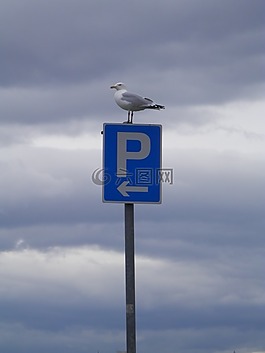 鳥,天空,動物