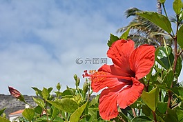 中国玫瑰,花卉,性质
