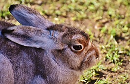 schneehase,可愛,動物園