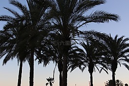 棕櫚,背景,綠色