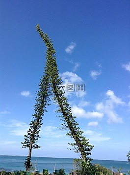 松,天空,島