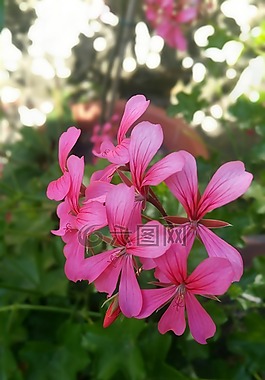 花,紫色花,花園