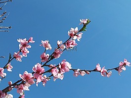 櫻花,開花,天空