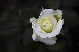 玫瑰,鮮花,照片