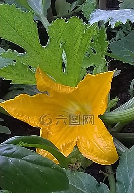 花,南瓜花,黃色的花