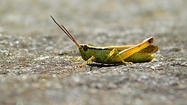 螞蚱,bug,酸性綠