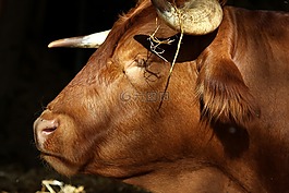 牛肉,牛,limpurger牛肉