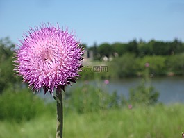 雜草,花,花的