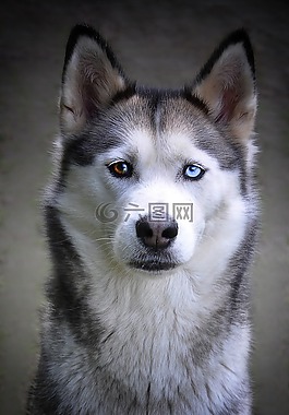 赫斯基,狗,西伯利亞雪橇犬
