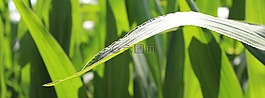 玉米,麥田,字段