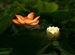 荷花,花卉,作品