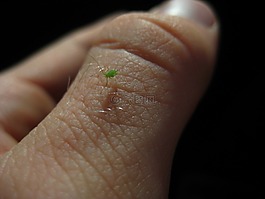 蚜虫,昆虫,害虫