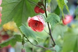 花,綠色,開花