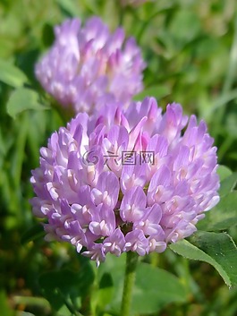 三葉草,花卉,紫色