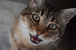 貓,國內(nèi)動物,貓科動物