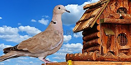 鴿子,鳥(niǎo),食品