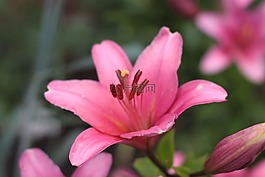 花,粉紅色,開花
