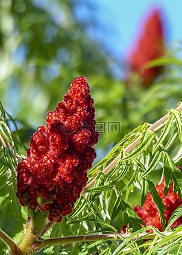 樹(shù),開(kāi)花,紅色
