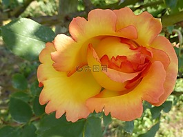 玫瑰,花卉,黃色