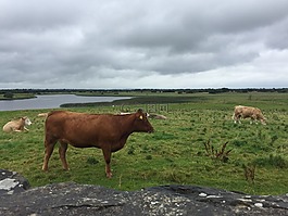 奶牛,愛爾蘭,牛肉