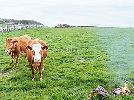 牛,奶牛,動物