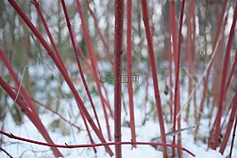 紅色茱萸,布什,山茱萸 sanguinea