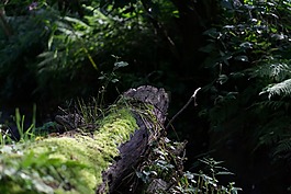 日志,過獨(dú)身生活,綠色