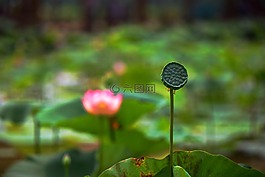 荷花,花卉,寒好作品