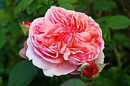 玫瑰,香的玫瑰,開(kāi)花