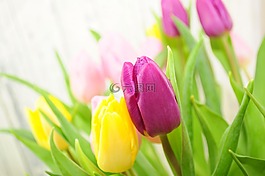 郁金香,鮮花,黃色