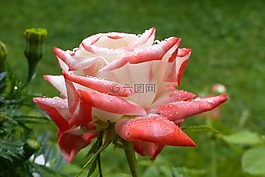 花,粉色,水