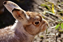 schneehase,可愛,動物園