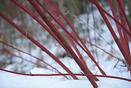 紅色茱萸,布什,山茱萸 sanguinea