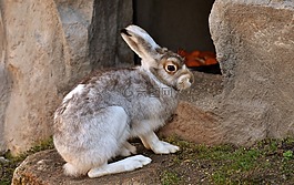 schneehase,可愛,動物園