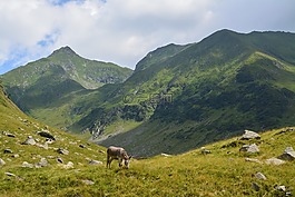 驢,山,動(dòng)物