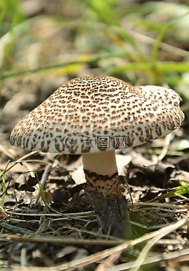 蘑菇,森林,性質(zhì)