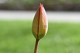 花,郁金香,schnittblume