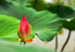 荷花,花卉,寒好作品