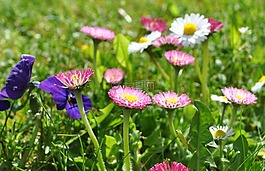 雛菊,粉色雛菊,春天