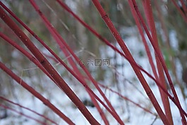紅色茱萸,布什,山茱萸 sanguinea