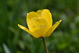 郁金香,花,黃色