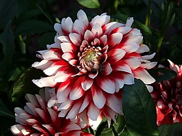 嬌琴紗,紅色,白