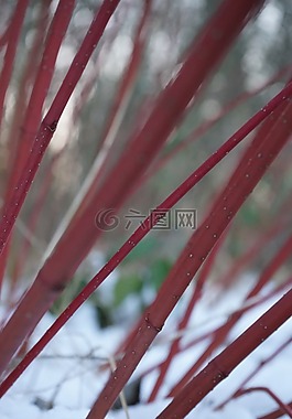 紅色茱萸,布什,山茱萸 sanguinea