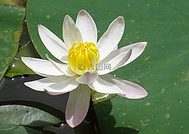 百合,花,睡蓮