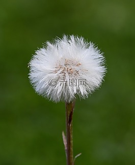 蒲公英,花,種子