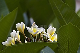 姜黃色百合花,鮮花,熱帶